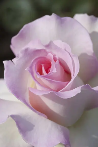 beautiful pink rose in the morning.
