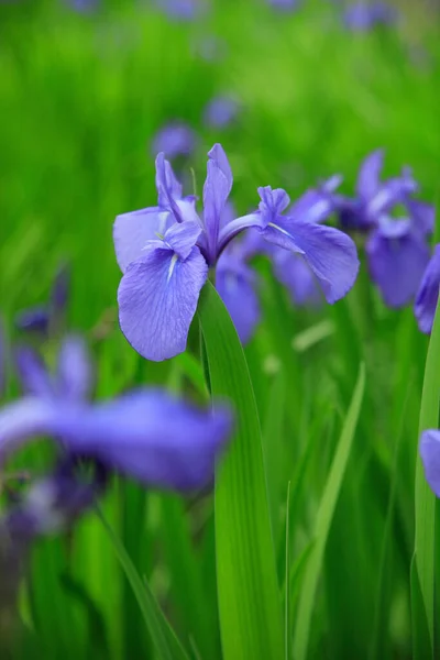 Hermosas Flores Iris Azul Creciendo Jardín Primavera — Foto de Stock