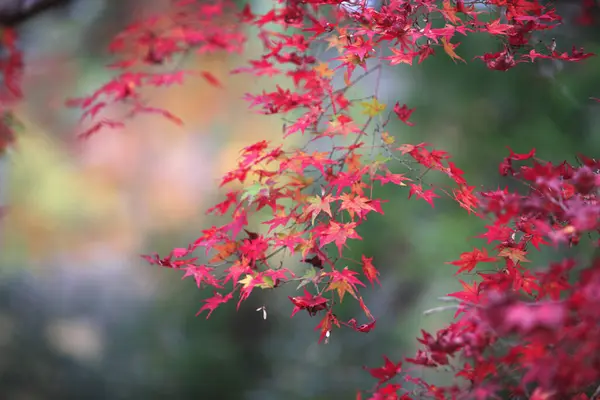 Kırmızı Akçaağaç Yaprakları Sonbahar Mevsiminde — Stok fotoğraf