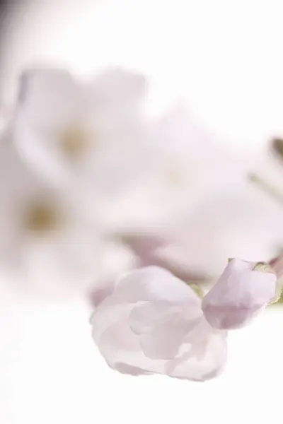 Primer Plano Flor Cerezo Primavera — Foto de Stock