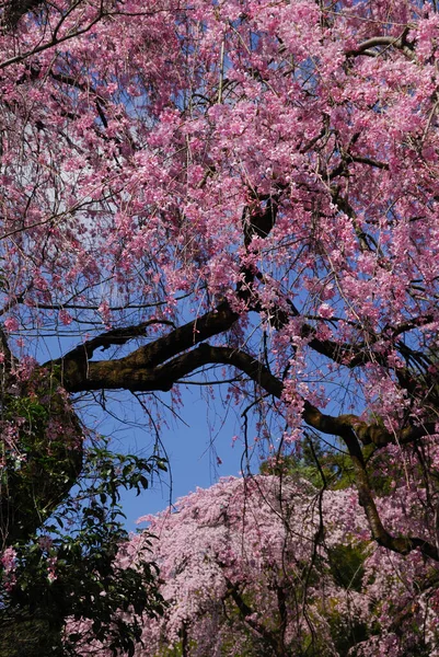 Вид Красивые Розовые Вишневые Сомы — стоковое фото