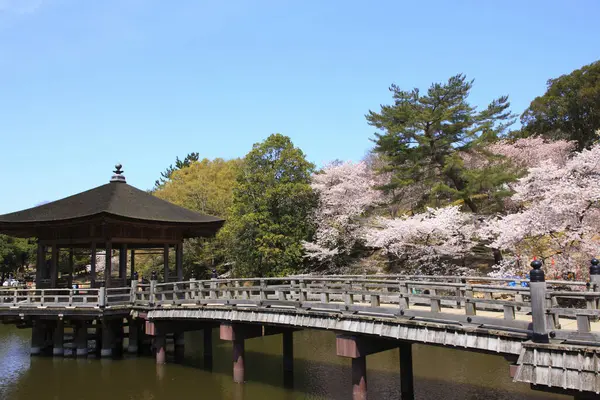 Templo Ukimido Flores Sakura Nara Primavera — Fotografia de Stock