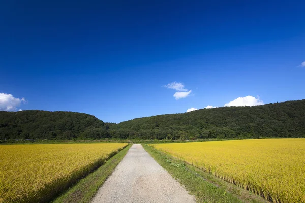Красивый Пейзаж Полем Пшеницы — стоковое фото