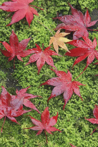 美丽而明亮的秋天枫树叶落在森林的青苔上 — 图库照片