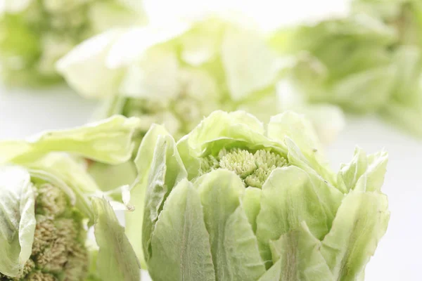Groene Butterbur Sprouts Witte Achtergrond — Stockfoto