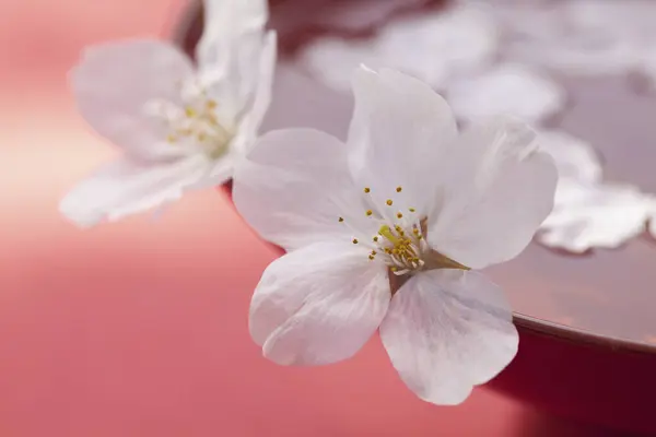 Mooie Lentebloemen Tafel — Stockfoto
