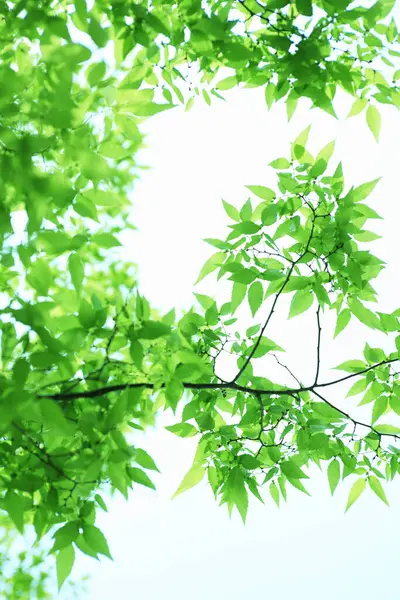 新しい春の緑の葉が木の上にあります 自然の背景 — ストック写真