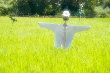 Pirinç alan korkuluk 