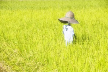 Pirinç alan korkuluk 