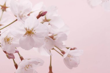 güzel çiçekler, görünümü kapatın