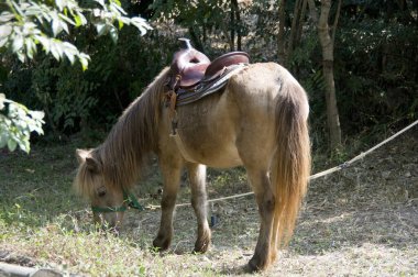 kahverengi at yeşil çimlerde otluyor.
