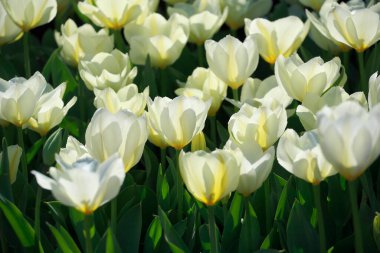 güzel çiçekler, görünümü kapatın