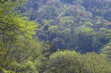 Yeşil ağaçların güzel manzarası, dağlardaki orman