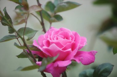 Yeşil arka planda pembe gül çiçeği. Kapat - kapat.