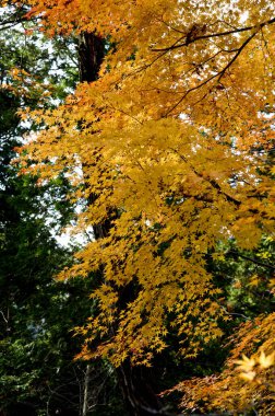 Ormanda sonbahar yaprakları