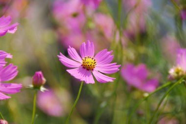 Renkli çiçeklerin arkaplan resmi, arka plan doğası