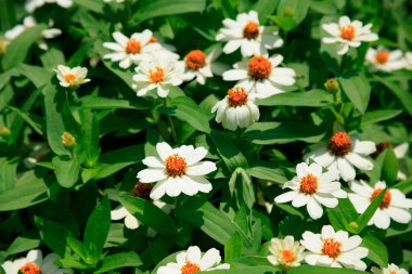 Parktaki bahçedeki çiçek..