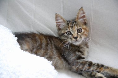 Şirin yavru kedi evde portresi 