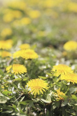 Bahçedeki sarı çiçekler
