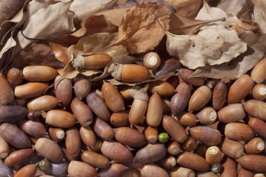 meşe palamudu ve kuru yaprak yığını