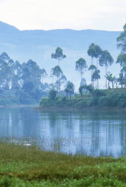 Sabahları dağ nehrinin güzel manzarası.