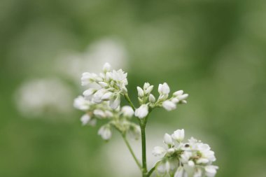 Bahçedeki güzel çiçekler