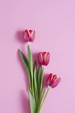 Pembe arka planda güzel lalelerin manzarası      