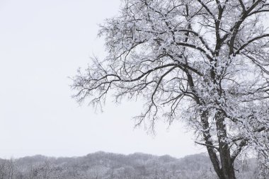 Ormanda karla kaplı ağaçlar