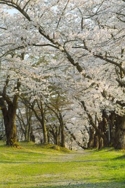 İlkbaharda kiraz çiçeği