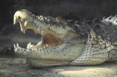 Hayvanat bahçesinde büyük dişleri olan tehlikeli timsahın yakın plan görüntüsü.                    