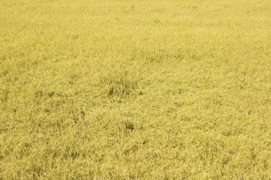 Yazın yeşil buğday tarlası