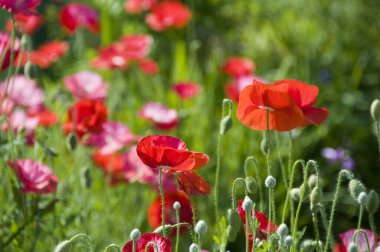 Yaz bahçesinde güzel kırmızı gelincikler           