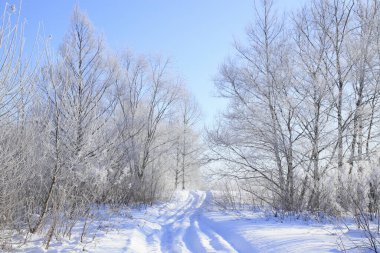 Kış manzarası. Kış güneşli bir gün. Ormandaki ilk kar, karla kaplı..