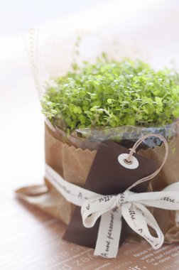 Bulanık arkaplanda küçük saksı çiçeklerinin kapatılması 