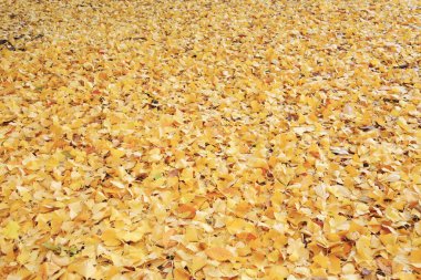 Parkta sonbahar yaprakları