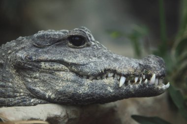 Hayvanat bahçesinde büyük dişleri olan tehlikeli timsahın yakın plan görüntüsü.                    