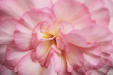 Güzel çiçekler, yakın manzara, yaz konsepti.