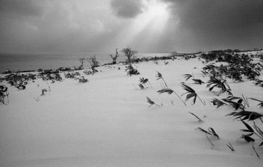 Kışın karla kaplanmış güzel bitkiler.