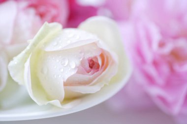 Güzel beyaz gül çiğ damlalarıyla