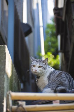 Kedi sokakta oturuyor.