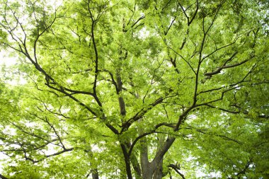 Şehir parkında yeşil yapraklı ağaçlar 