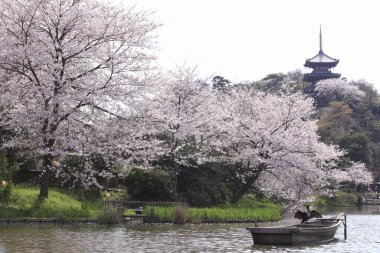 Japonya 'da kiraz çiçekleri ve Japon tapınağı olan güzel bir manzara.