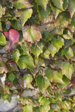 Duvarda yeşil sarmaşık yaprakları