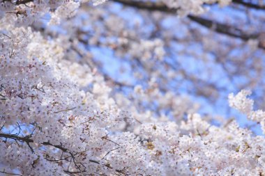 Ağaçtaki güzel beyaz kiraz çiçeklerinin yakın görüntüsü