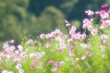 Renkli çiçeklerin arkaplan resmi, arka plan doğası