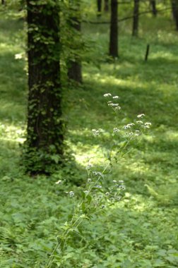 Ormanda yeşil çimenler