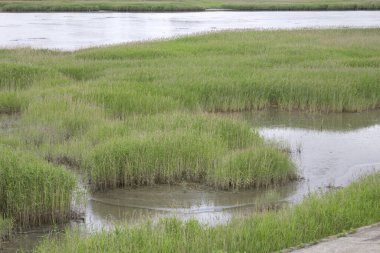 Sakin su bataklığının yanında büyüyen uzun yeşil çimenler.