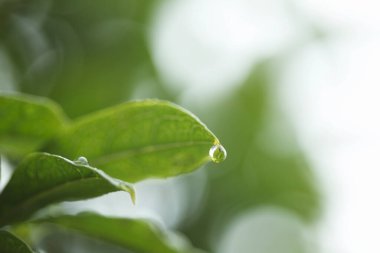 Suyun arka planında yeşil yaprak.