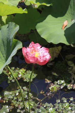 Su çiçekleri gibi pembe çiçekler yakın. 