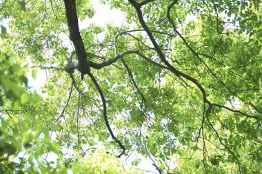 Güneş ışığında yeşil yapraklı ağaç dalına yakın çekim 